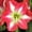 Monte Carlo, variant on Easy to Grow Amaryllis Ferrari 1 Plant Bulb, Flower Indoor Holiday or Outdoor Spring Bloom