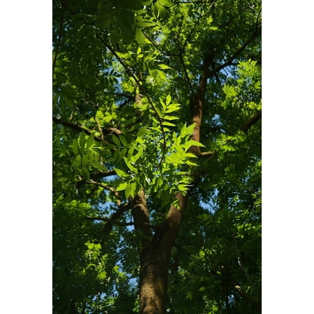 LAMINATED POSTER Green Common Ash Log Leaves Ash Tree Tribe Poster Print 24 x