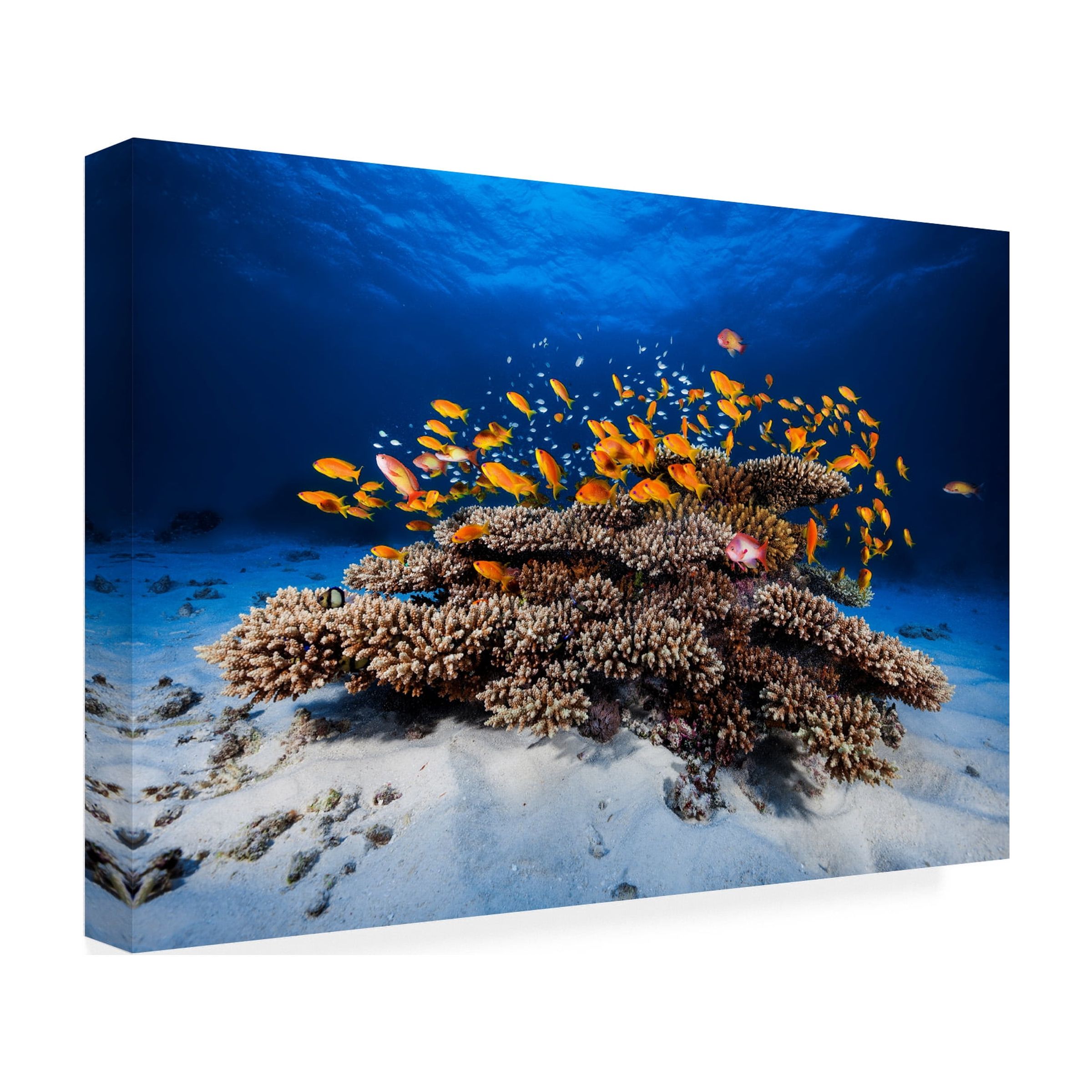 Barathieu Gabriel 'Marine Life' Canvas Art