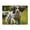 500 Pieces, variant on 500-Piece Wooden Jigsaw Puzzle for Adults - Running Dog Outdoors Happy , Challenging Family Art Project, Unique Home Wall Decor Gift