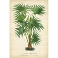 thumbnail image 3 of Van Houtteano, Horto 13x18 Black Modern Framed Museum Art Print Titled - Palm of the Tropics IV, 3 of 5