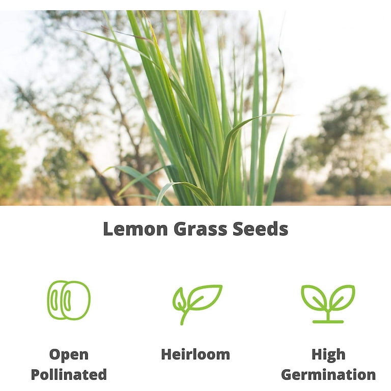 Lemon Grass Seeds - 250 g Packet - Non-GMO, Heirloom Culinary Herb Garden Seeds - Cymbopogon flexuosus Lemon Grass Seeds - 250 g Packet - Non-GMO, Heirloom Culinary Herb Garden Seeds - Cymbopogon flexuosus