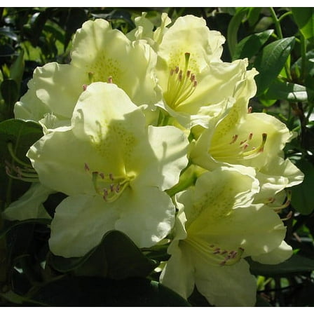 Capistrano Rhododendron - The Best Hardy Yellow Color - 4" Pot
