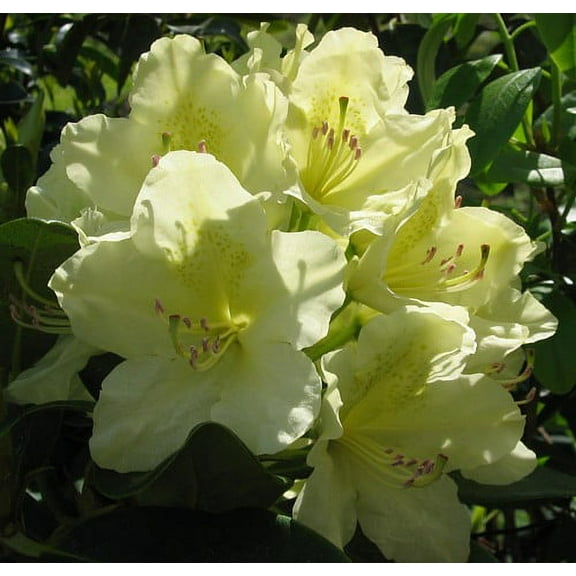 Capistrano Rhododendron - The Best Hardy Yellow Color - 4" Pot