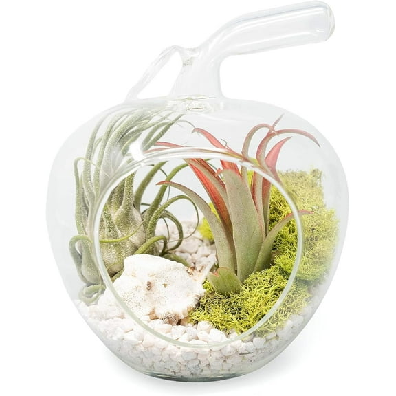 Air Plant Shop Apple Terrarium with Pebble Kit and Tillandsia Air Plants - Wholesale and Bulk - Succulents - Live Tillandsia - Easy Care Indoor and Outdoor House Plants