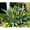 thumbnail image 6 of TomorrowSeeds - Birds of Paradise Seeds - 15+ Count - For 2026 Planting Strelitzia Reginae Orange, 6 of 10