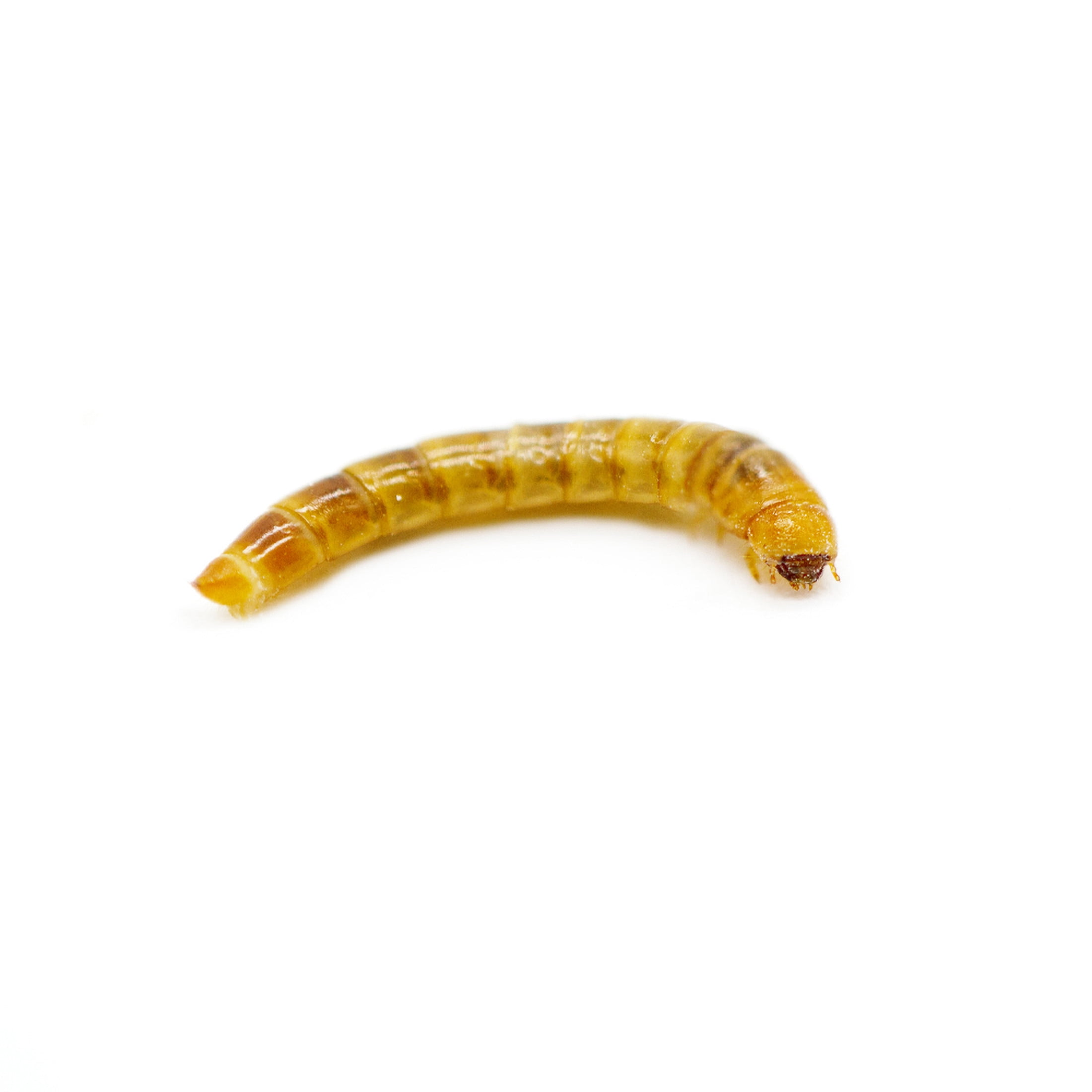 ReptiCulture Mealworm 100 ct
