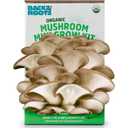 Organic Mini Mushroom Grow Kit, Harvest Gourmet Oyster Mushrooms In 10 days, Top Gardening Gift, Holiday Gift, & Unique Gift