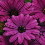 Drought Tolerant Osteospermum Ecklonis Akila Purple Flower Seeds - African Daisies - 20 Seeds