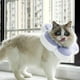 thumbnail image 2 of Collar de cono para gato, lindo collar isabelino impermeable para gatos y perros pequeños, 2 of 6