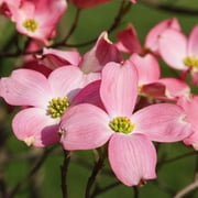 Cherokee Chief Dogwood Tree – 1 Gallon