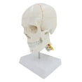 thumbnail image 2 of Modelo de , Desmontable ista, Detaldo Científico con Cerebro, Tamaño , de Cabeza para Enseñanza, Accesorios, entre Hugo Accesorio de calavera, 2 of 6