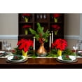 thumbnail image 5 of Holiday Time 1PT Red Poinsettia Live Annual Plant Sun 6-Pack, 5 of 9