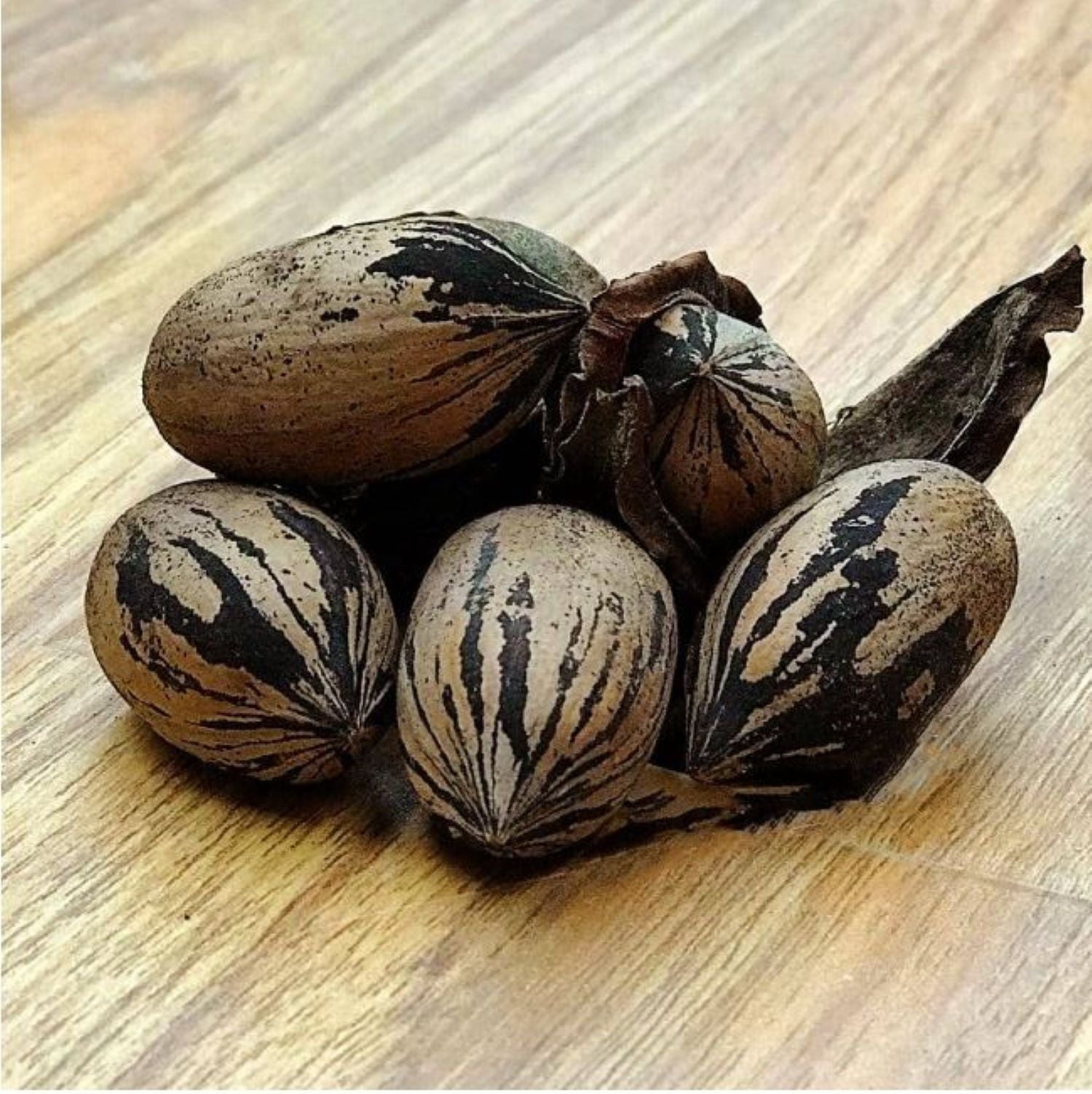 Expert Gardener 2-3 ft. tall Sumner Pecan Live Tree in 5-Gallon Grower Pot