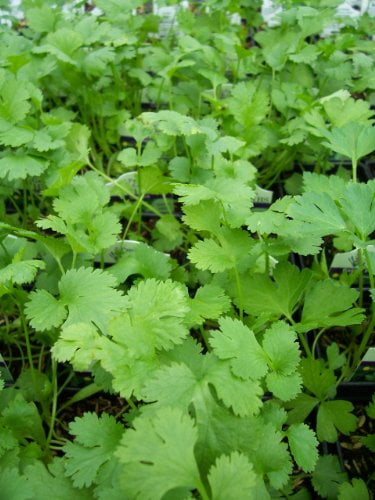 Clovers Garden Santo Cilantro Plant - Slow Bolt – Two (2) Live Plants – Not Seeds –Each 4' to 7' Tall- In 3.5 Inch Pots