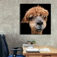 thumbnail image 6 of Epic Graffiti 'Hippy Lama' by Epic Portfolio Giclee Canvas Wall Art, 37"x37", 6 of 8