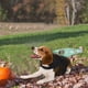 thumbnail image 5 of Decoración de Halloween, Disfraces de Halloween para Gatos y Perros, Correas de Parodia para el Pecho y la Espalda, Cuchillos de Cocina, Botellas, Martillos, Cuerpo Insertado, Perros Pequeños, Mediano, 5 of 8