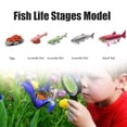 thumbnail image 3 of Wooden Animal Growth Cycle Board Toys Children Teaching Aids Insects Growth Cycle Model Science Educational Toys, 3 of 7