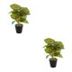thumbnail image 1 of Advancent Planta en maceta de tortuga ecológica, plantas artificiales de bajo mantenimiento para decoración de balcón, sala de estar JH5474 JH5474 2Conjunto, 1 of 6