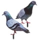thumbnail image 2 of 2 estacas decorativas para jardín con forma de paloma, esculturas realistas de palomas, estacas acrílicas de animales., 2 of 5