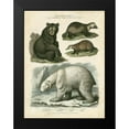 thumbnail image 2 of Edwards, Sydenham 12x14 Black Modern Framed Museum Art Print Titled - Brown Bear and Polar Bear, 2 of 5