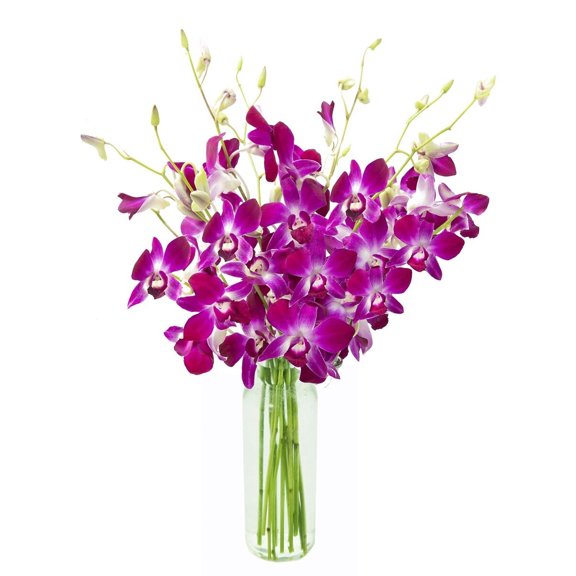 KaBloom : 10 Purple Dendrobium Orchids in a Vase, Next-Day Delivery, Gift for Every Occasion.