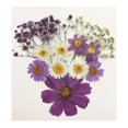 thumbnail image 4 of Flores secas prensadas naturales Macarena 13X para álbumes de recortes DIY, 4 of 8