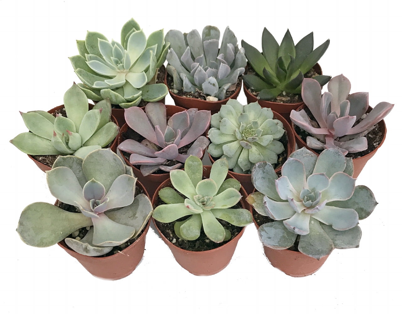 10 Different Desert Rose Succulent Plants Echeveria