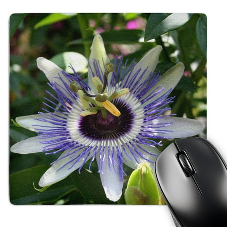 3dRose  Flower Passion Flower  MousePad price history on PriceWatchPro