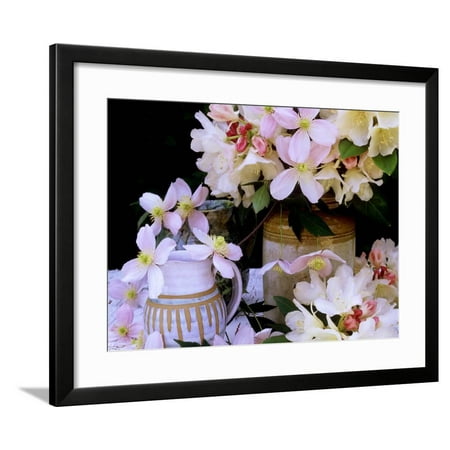- Rhododendron Yak Hybrid Golden Torch