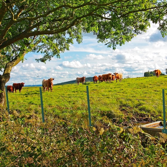 DSstyles Fence Post Metal Fence Posts U-Channel Sturdy Steel Heavy Duty No-Dig Green 6ft