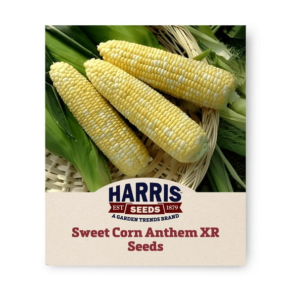 Harris Seeds - Sweet Corn Anthem XR F1 Seeds Non-GMO Biocolor Fruit - 1,000 Seeds