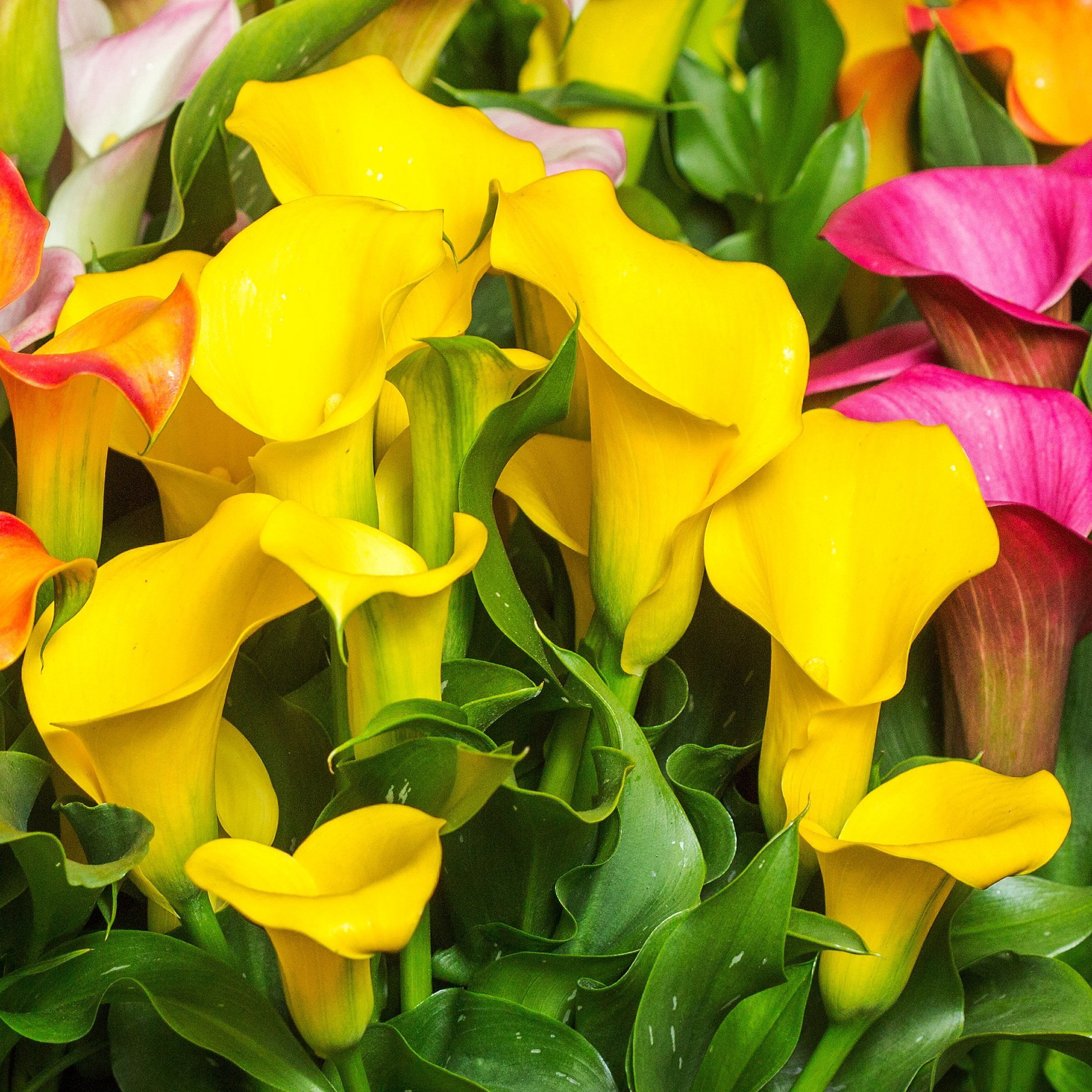 National Plant Network Calla Lily Sun Club Bulbs (3-Pack)