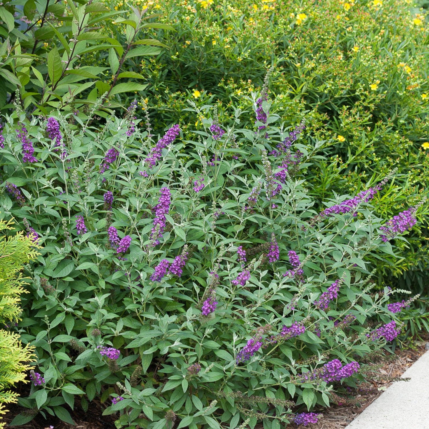 Proven Winners ColorChoice 5" Purple 'Miss Violet' Butterfly Bush Live Plant in 4.5" Pot (4 Count)