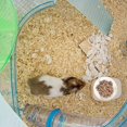 thumbnail image 4 of Cuenco de comida para hámster, animales pequeños, cuenco de agua de cerámica para comida, conejillo de indias, Chinchilla, erizo, 2 uds., 4 of 5