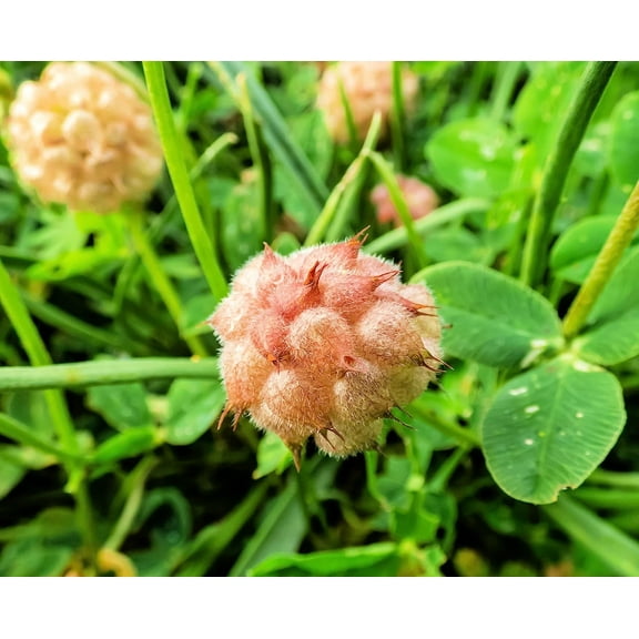 Strawberry Clover Seeds for Planting - Trifolium fragiferum - Strawberry Shaped Clover Flowers (500 Seeds)