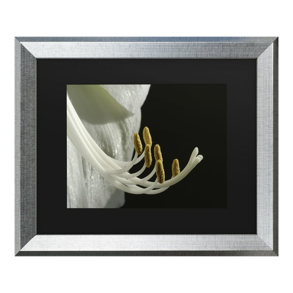 Trademark Fine Art 'Intimate Amaryllis' Canvas Art by Kurt Shaffer