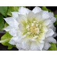 thumbnail image 4 of Clematis Duchess of Edinburgh - Live Starter Plant in a 2 Inch Growers Pot - Starter Plants Ready for The Garden - Beautiful White Bloom Flowering Vine, 4 of 7