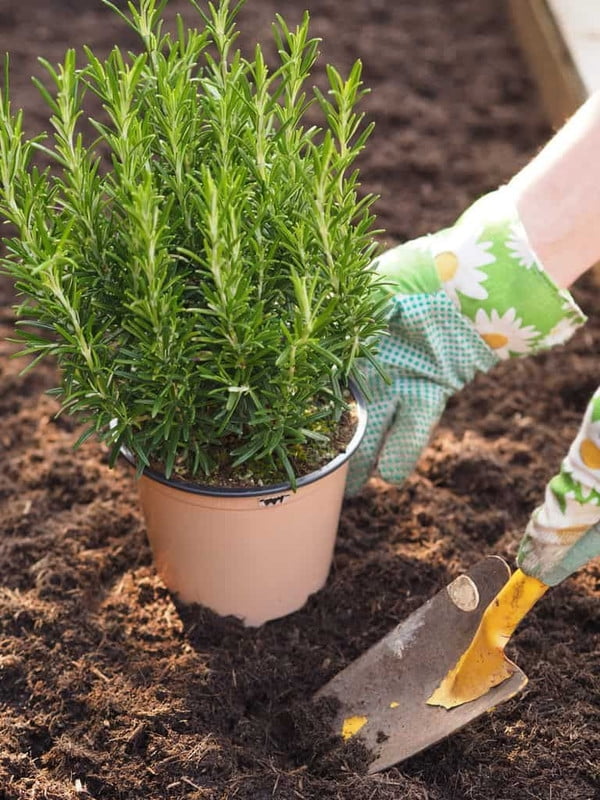 Live Rosemary Plant, Blue Purple Rosemary Herb Plants, 4-8'' Tall Potted Plant, Indoor Outdoor Growing