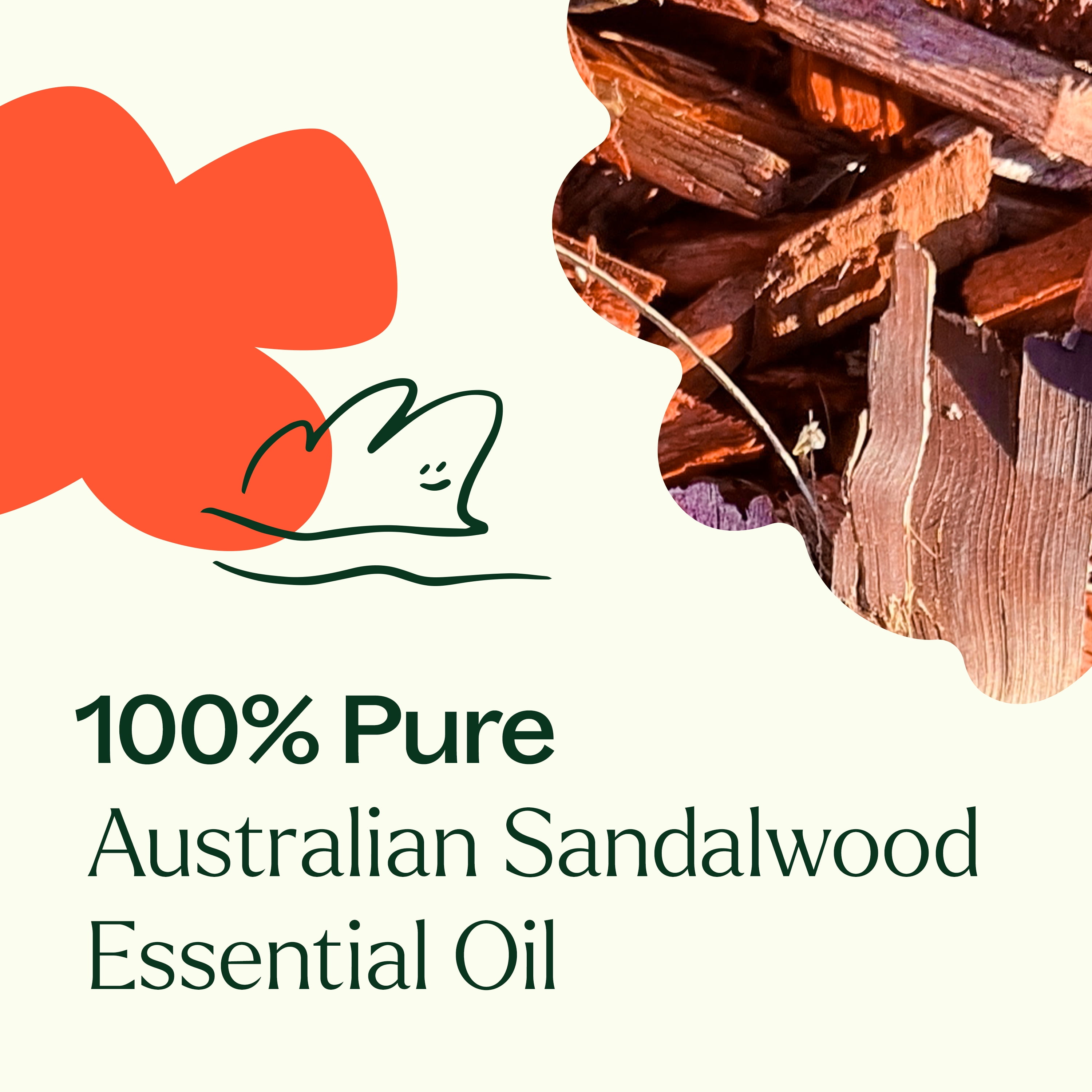 Plant Therapy Australian Sandalwood Essential Oil 100% Pure, Undiluted, Natural Aromatherapy for Diffusion and Body Care 5 mL (1/6 oz)