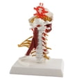 thumbnail image 1 of MODELO MODOLO DE COLUMNA MODELO CERVICALO DE NERVIOS ESPINOSES Humanos Removibles Modelo para la Presentación de Enseñanza de la Comunicación del Paciente Médico, 1 of 7