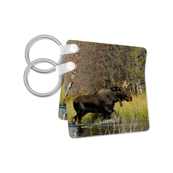 3dRose, Bull moose wildlife, Grand Teton NP, Wyoming - US51 RNU0047 - Rolf Nussbaumer, set of 2 Key Chains