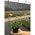 thumbnail image 2 of 3 Coreopsis "NANA" in 4 inch pots. Nicely rooted, 2 of 2