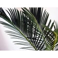 thumbnail image 3 of Sago Palm - Living Fossil Plant - Cycas revoluta - 4" pot, 3 of 3