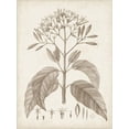 thumbnail image 2 of Art.com Antique Sepia Botanicals III Stretched Canvas Print Wall Art by 0 Unknown, 18" x 24", 2 of 4