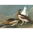 thumbnail image 2 of Audubon Ptarmigan. Nrock Ptarmigan. Engraving After John James Audubon For His 'Birds Of America ', 2 of 4