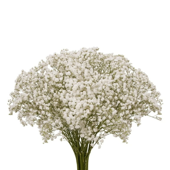 Baby's Breath - Fresh Cut Flowers - 5 Bunches - White - by Bloomingmore