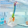 thumbnail image 4 of 45Cm with Pelvic Human Anatomical Anatomy Spine Spinal Column Model Teaching Resources for Students, 4 of 5