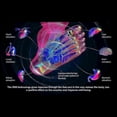 thumbnail image 4 of Foot Massager for Neuropathy & Circulation - Therapeutic Device for Standing Workers with Pain Relief, 4 of 5