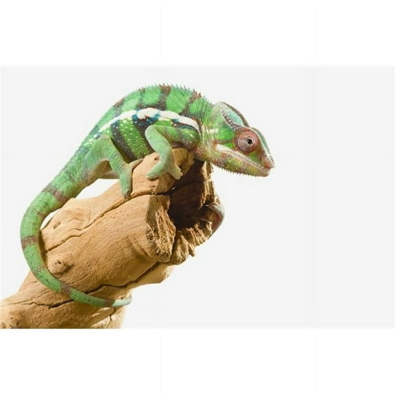 Colourful Panther Chameleon Poster Print by Corey Hochachka - 38 x 24 - Large